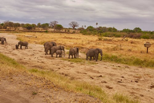 Elephant Herd on the Grassland