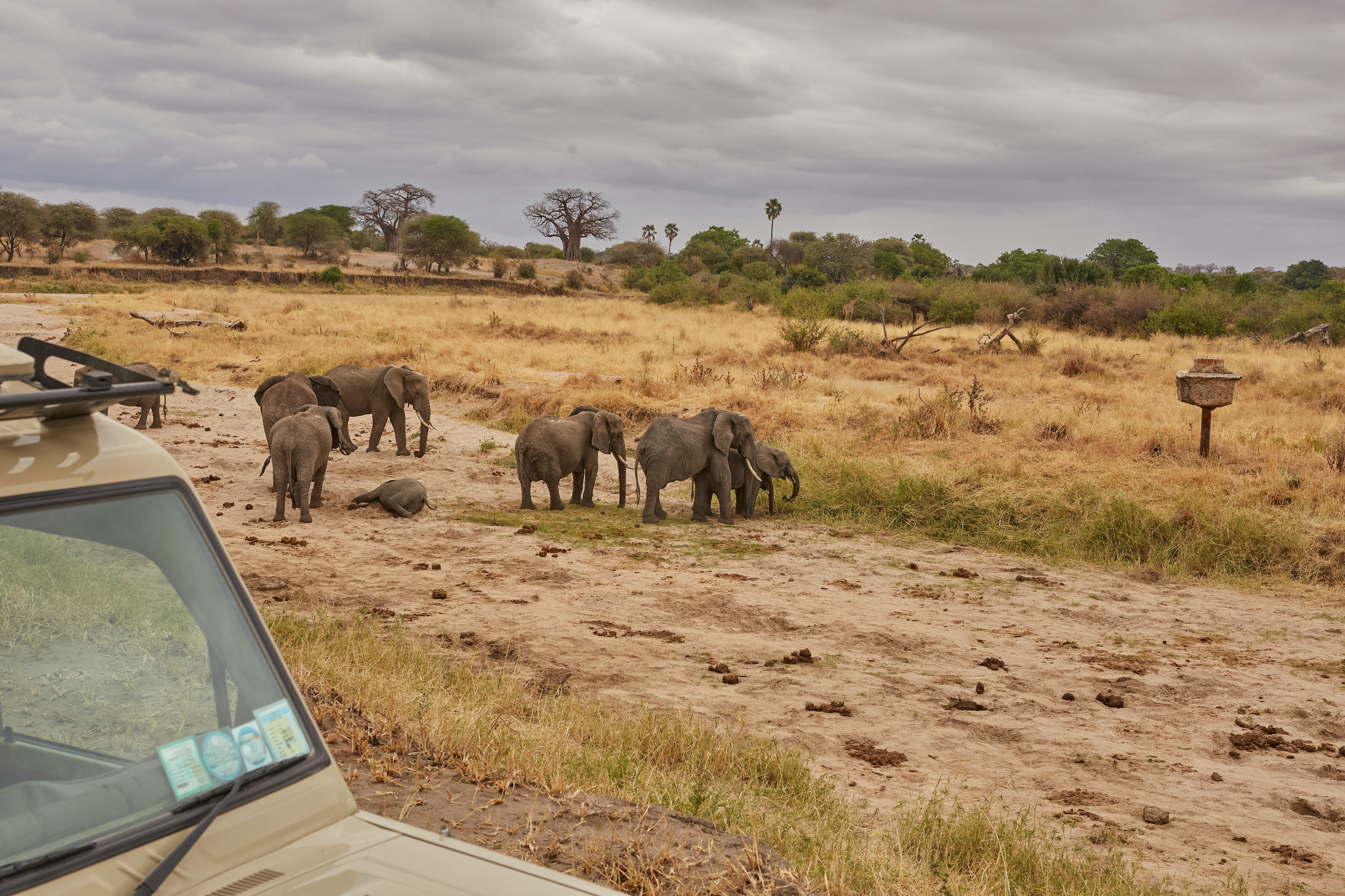Image of a couple on a safari jeep watching elephants in the Maasai Mara - anniversary trip ideas in november