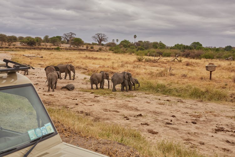 Herd Of Elephants On Field