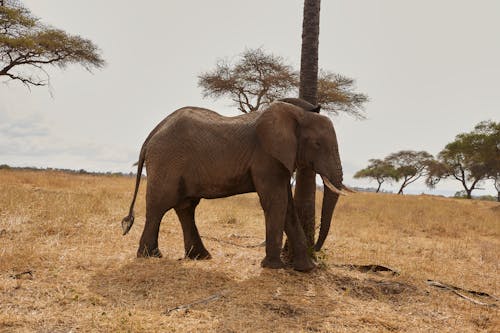 Gratis lagerfoto af african bush elefant, brunt felt, dyr