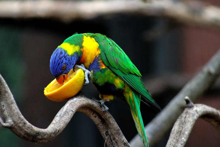 Green Bird Eating Fruit