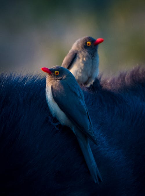 Free stock photo of african, animal, animals in nature