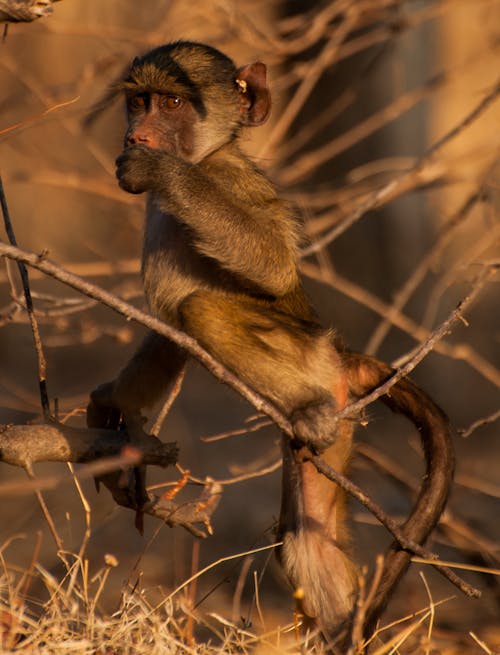 Kostenloses Stock Foto zu afrikanisch, baby-affe, pavian