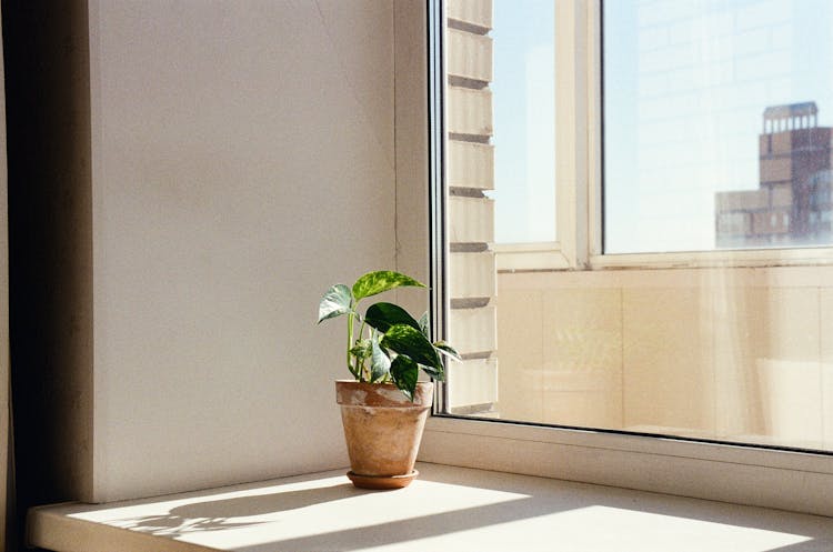 Plant In Pot On Windowsill