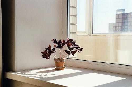 Potted plant Near the Glass Window