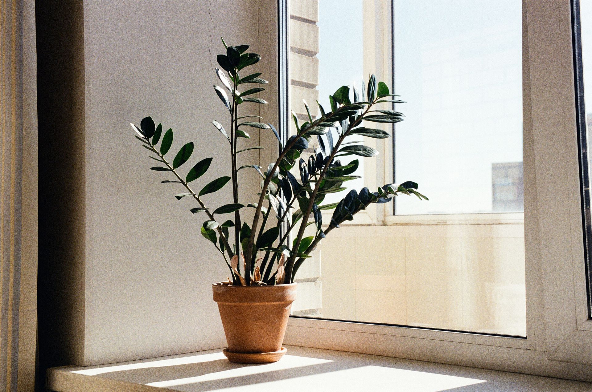 A Zamioculcas zamiifolia plant thrives in a sunlit room with a modern urban view.