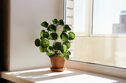 Základová fotografie zdarma na téma hrnková rostlina, listy, okenní parapet