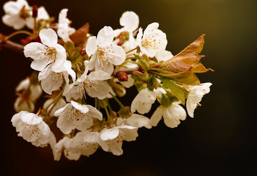 Free White Petaled Flower Stock Photo