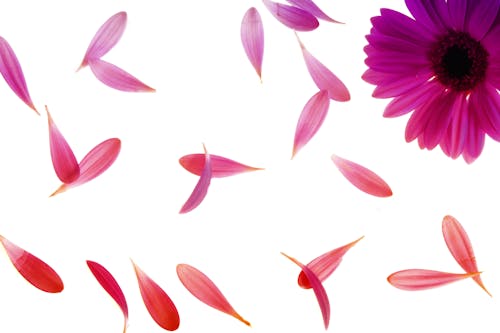 Free คลังภาพถ่ายฟรี ของ กลีบดอก, ดอกเดซี, พฤกษา Stock Photo