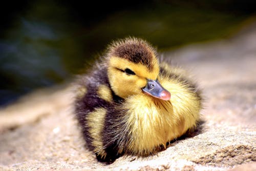 Close-up Photo of a Duckling 