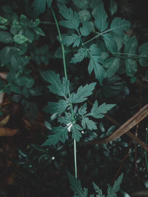 Free Close-up of vibrant green leaves in a lush natural environment. Stock Photo
