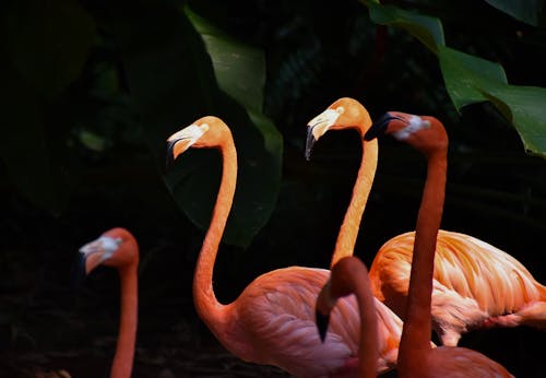American Flamingos Near Green Leaves 
