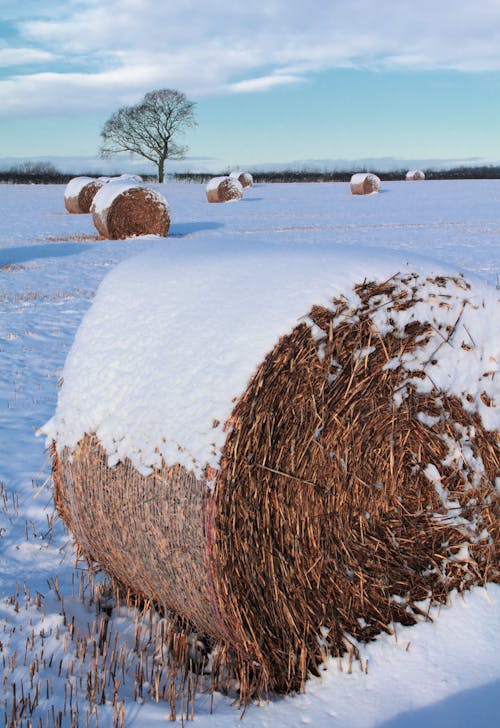 Brown Rolled Hay on Snow Field