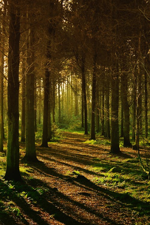 bezplatná Základová fotografie zdarma na téma borovice, cesta, dřevo Základová fotografie
