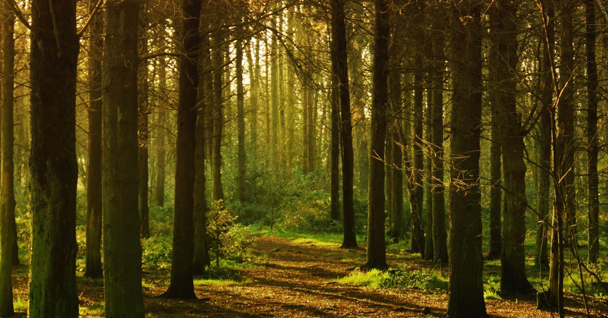 Autumn forest with sunlit path and shadows creating a peaceful and mysterious atmosphere.
