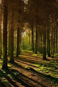 秋天的森林里，阳光照射的路径与阴影交织，营造出一种平和而神秘的氛围