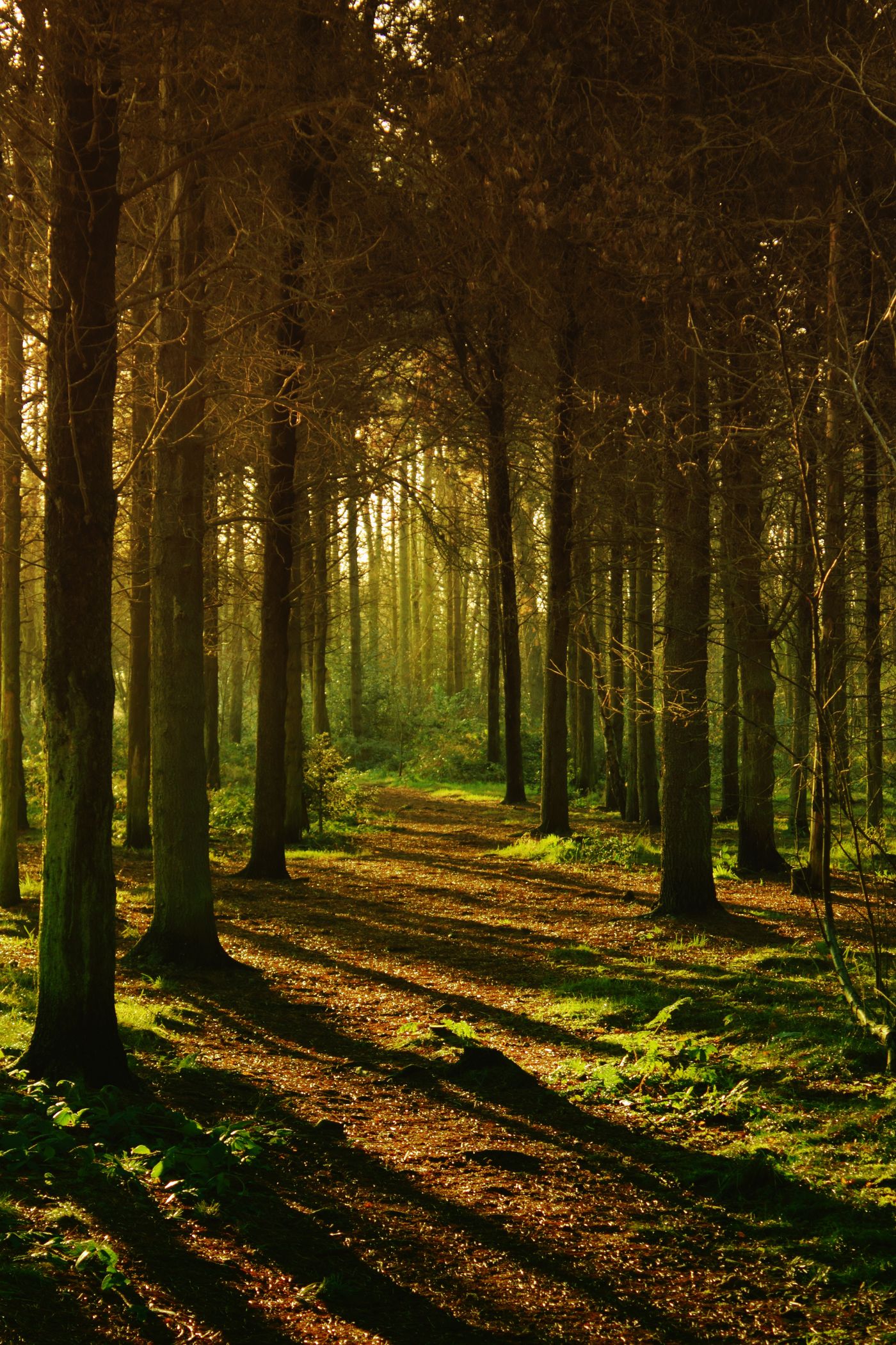 An autumn forest with a sunlit path