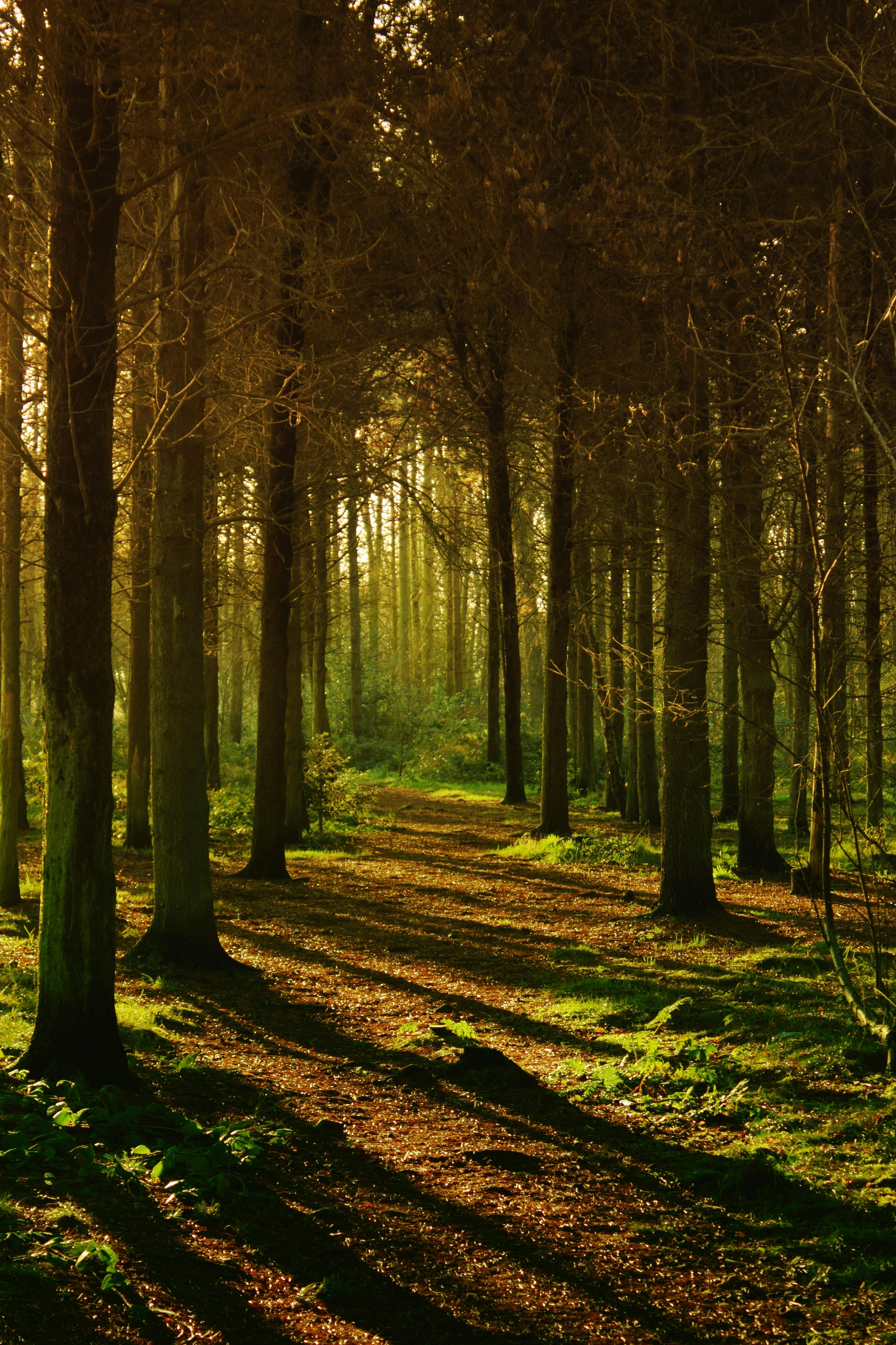 Green Forest Photos, Download The BEST Free Green Forest Stock