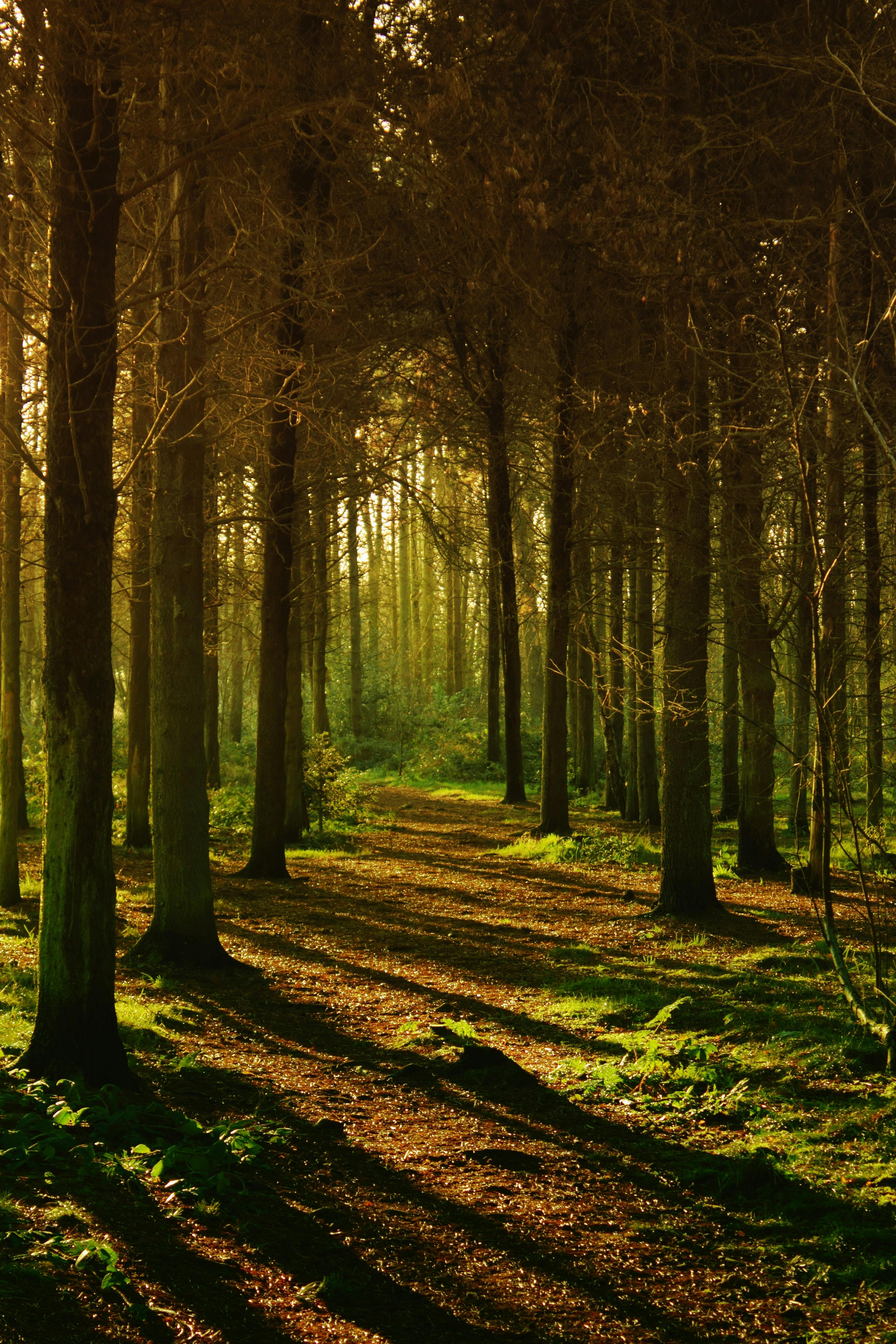 Dark Forest Background Stock Photos, Images and Backgrounds for Free  Download