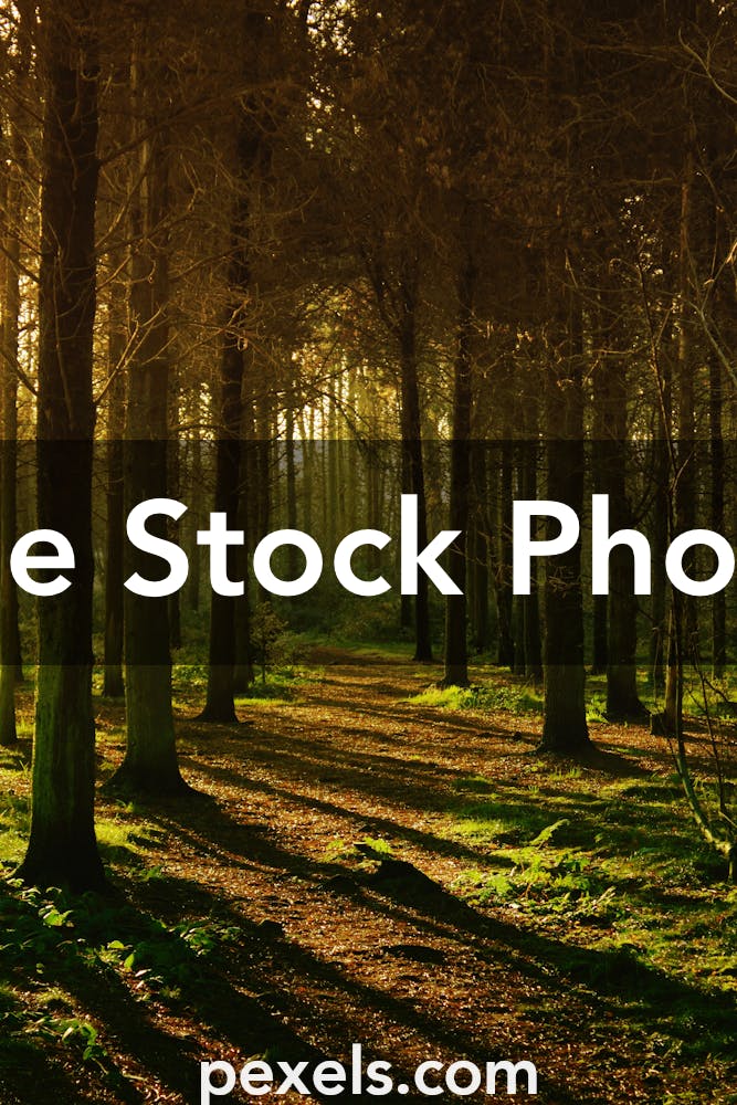 Mysterious Forest Photos, Download The BEST Free Mysterious Forest ...