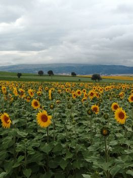 Expansive sunflower field under cloudy skies in Çorum, Turkey, showcasing nature's beauty.