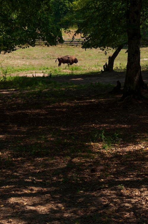 Bison on Grass Field