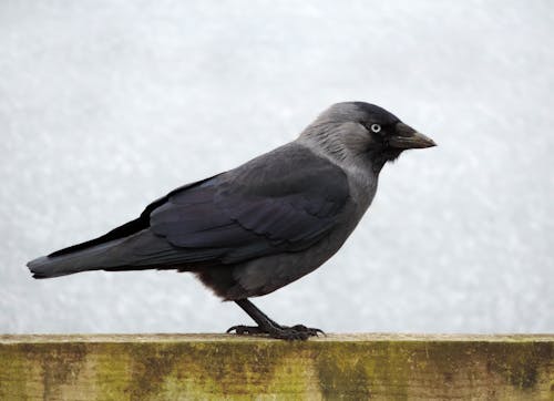 Free Black and Grey Bird Stock Photo