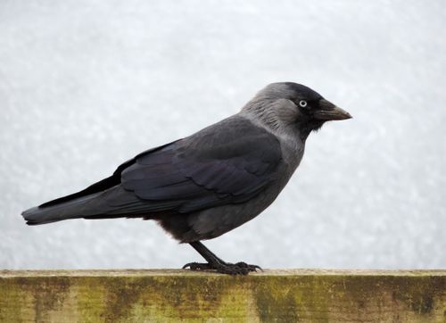 Free Close-up of a European jackdaw perched outdoors on a wooden fence with its distinctive black and grey plumage. Stock Photo