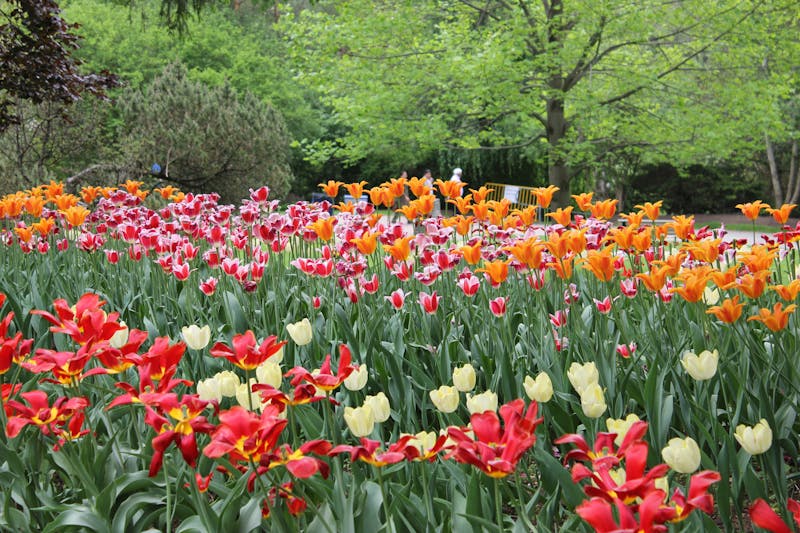 Paint Correction + Ceramic Coating – Katy, TX