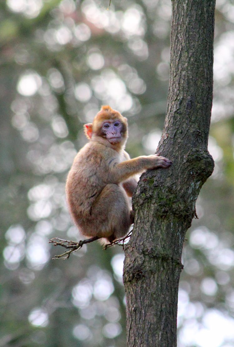 Monkey On Tree Trunk