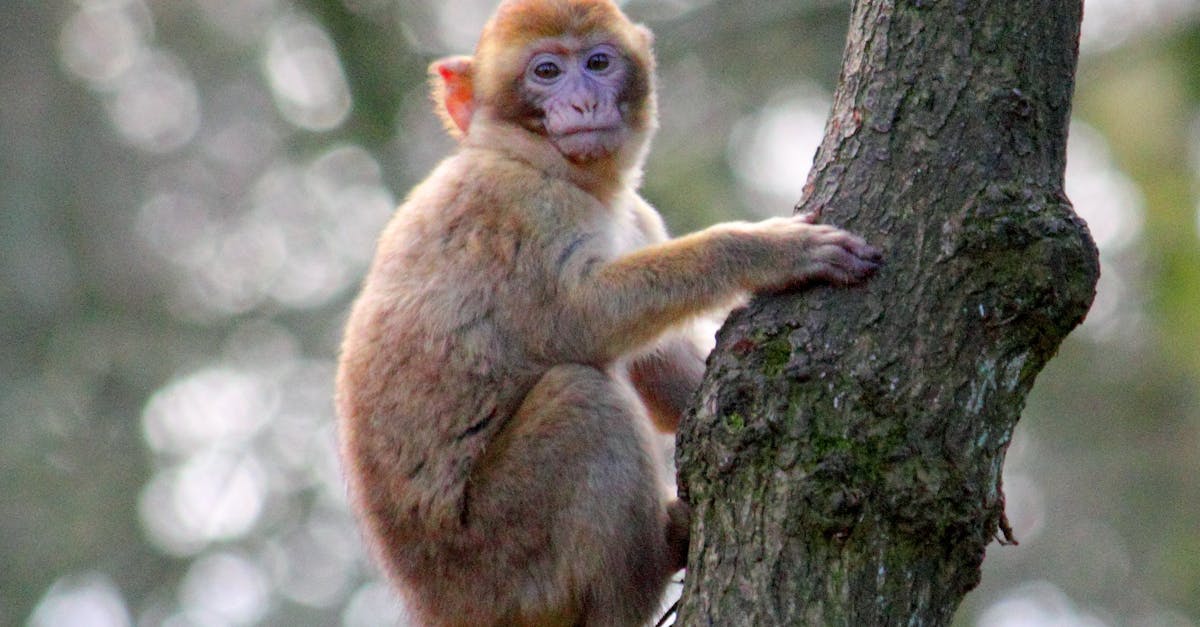 Free stock photo of animals, apes, baby monkey