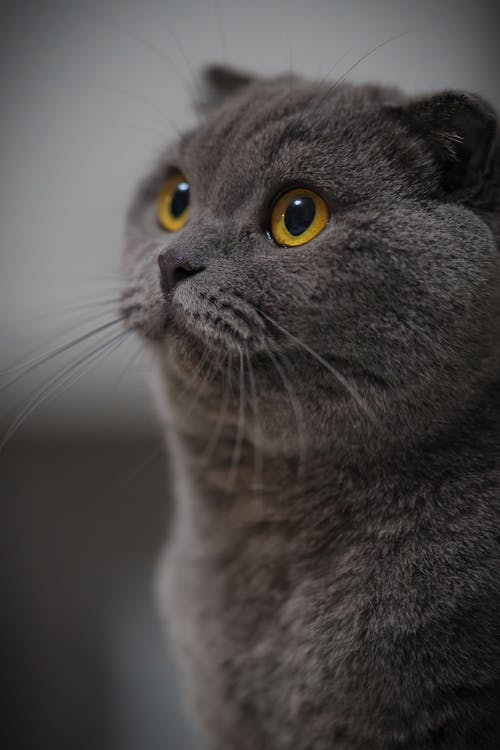 Close-Up Photo of British Shorthair Cat