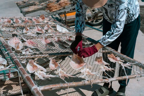 Person Drying Squid on Fishnet 