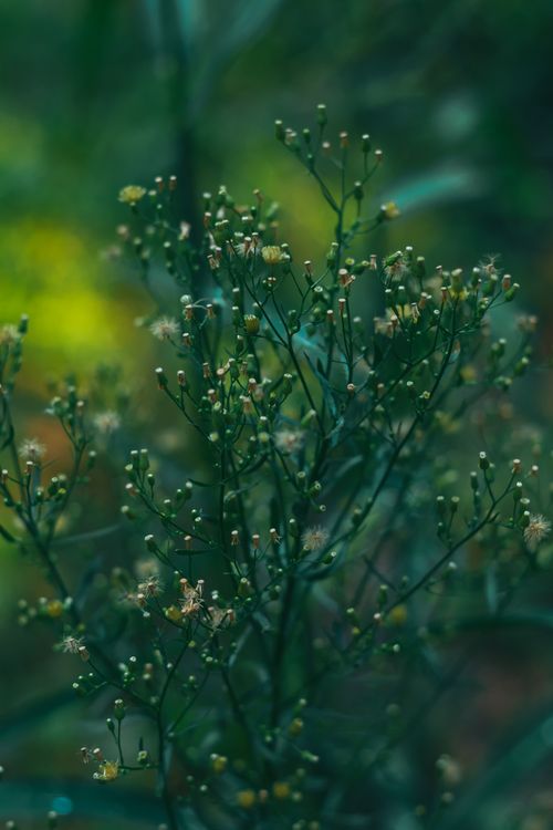 Free A captivating close-up of delicate flower buds nestled amidst lush green foliage in a serene outdoor garden. Stock Photo