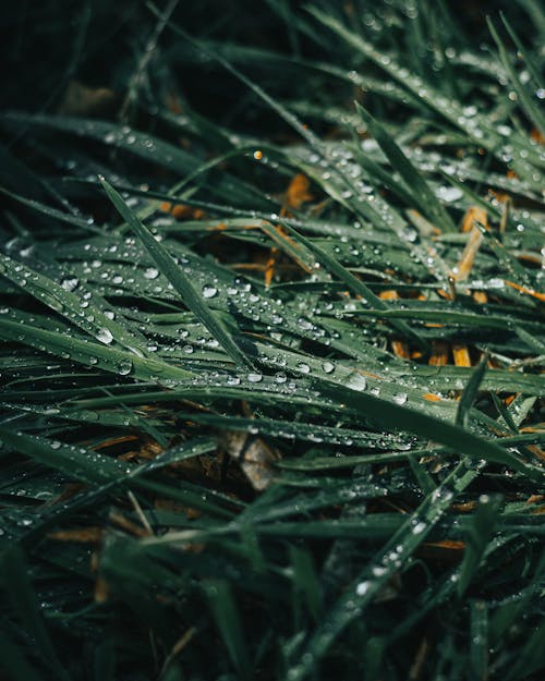 Water Droplets on Grass