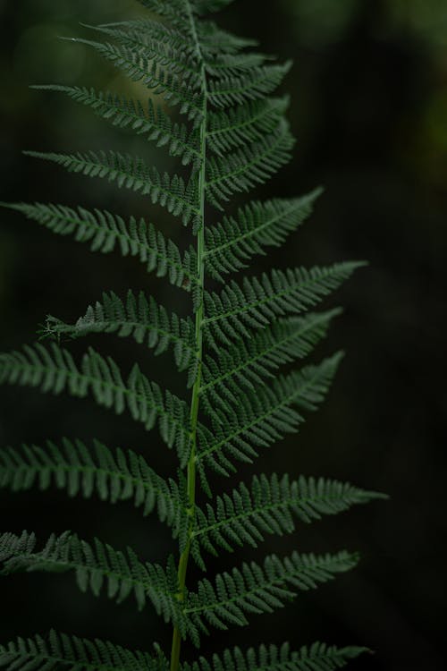 Fern Leaf in Close-up Shot