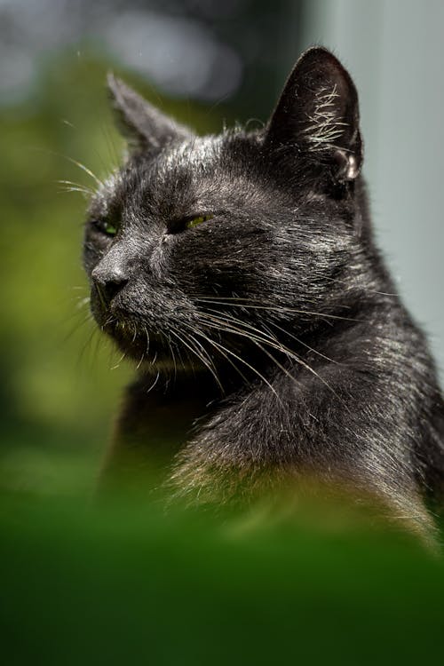 Black Cat in Close Up Photography