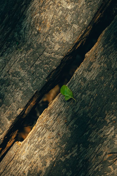 Leaf on Wooden Surface