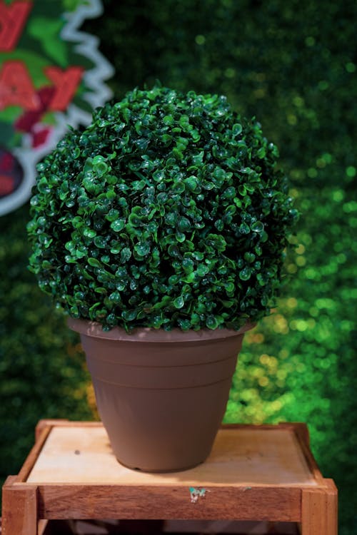 Boxwood Plant on Pot