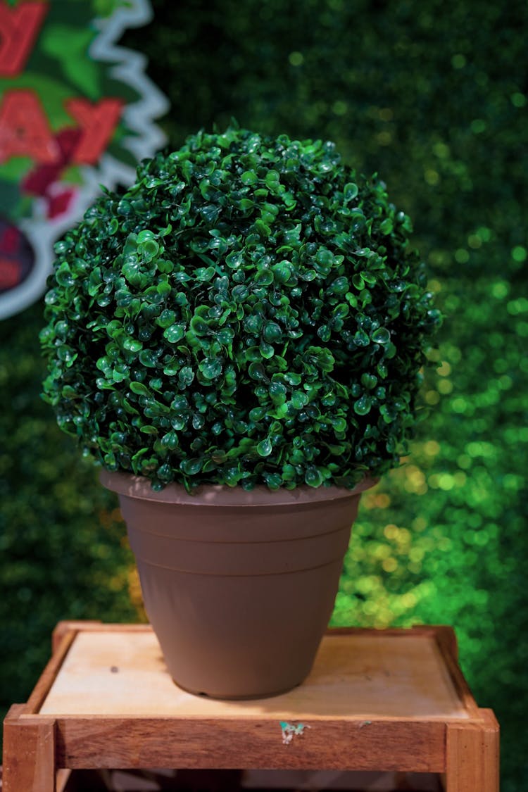 Boxwood Plant On Pot