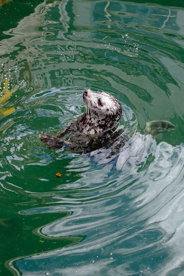 Close-up Of A Seal In Water 