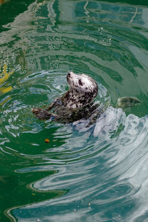 Free Charming close-up of a harbor seal gliding through clear green water. Stock Photo
