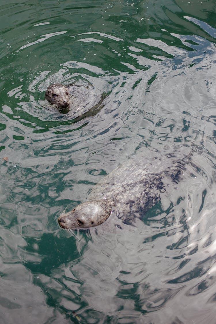 Grey Seals On Sea Waters