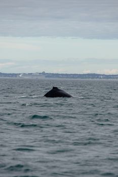 A majestic whale surfaces in the ocean, revealing its back under cloudy skies.