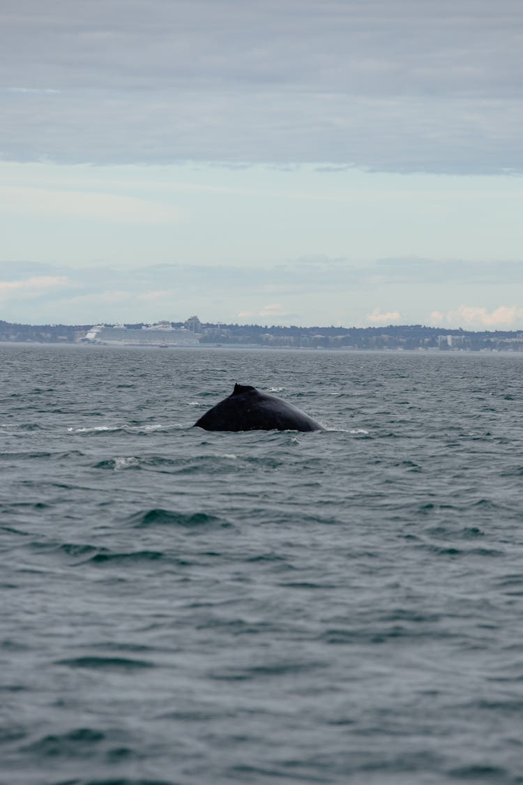 Whale In Sea Water