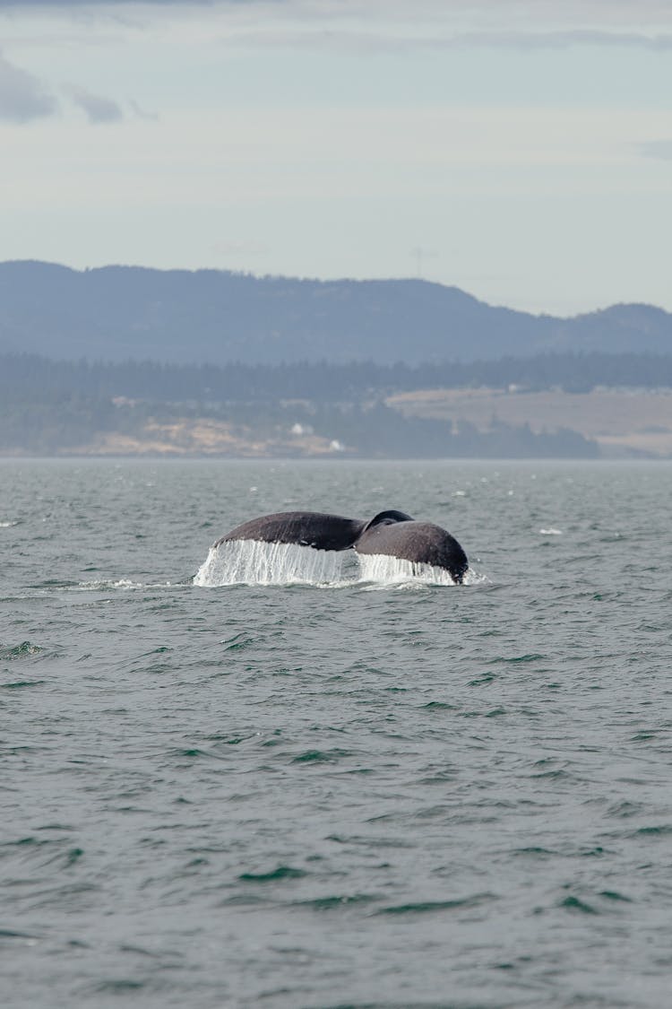 Close-up Of A Whale Emerging From The Sea 