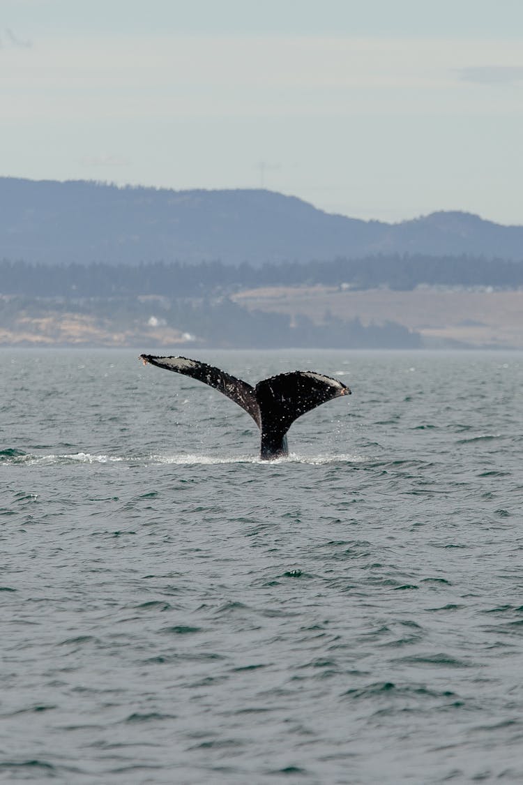 Close-up Of A Whale Tail Emerging In The Sea 