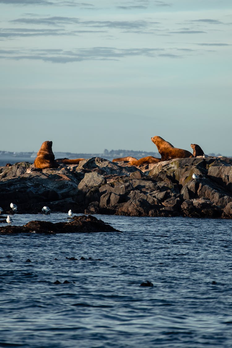 Seals And Birds On Rocks