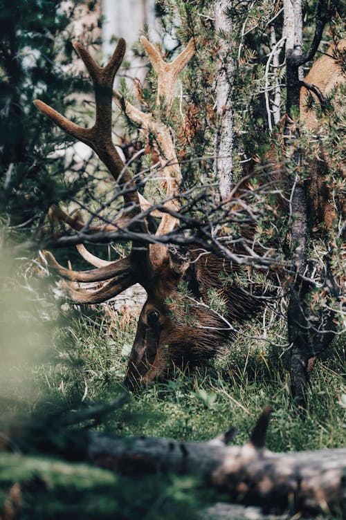 Moose Head over Grass