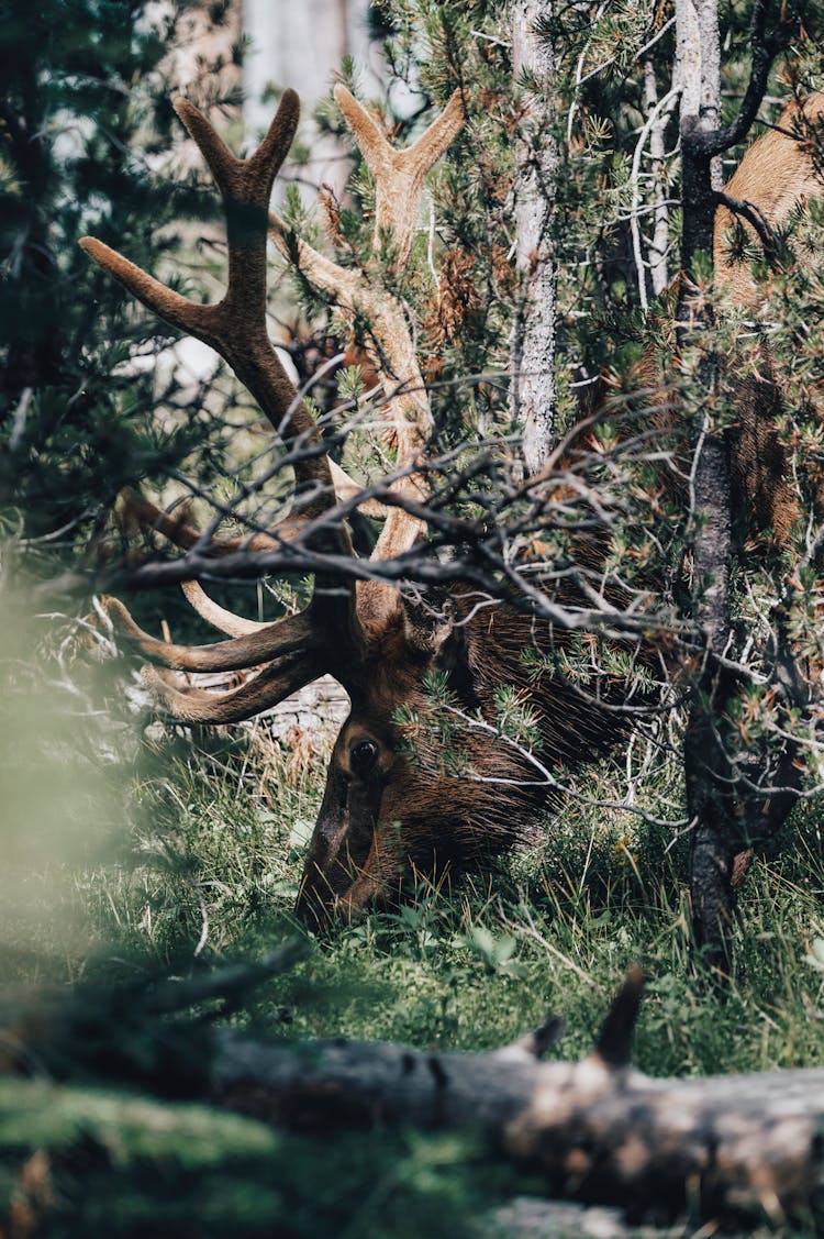 Moose Head Over Grass